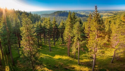 exploring the beauty of pine forests in sunny summer days