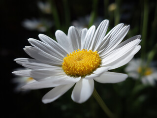 Macro View of White Daisy with Bright Yellow Center in Sunlight