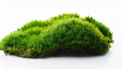 isolated green moss on a white background with abstract texture