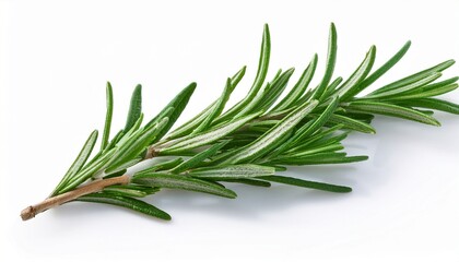 rosemary sprig isolated white background high resolution herb image culinary rosemary aromatic plant photography