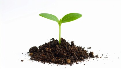 young plant in soil