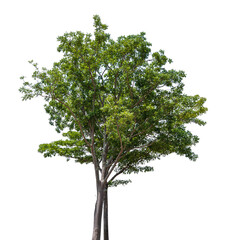 Obraz premium Ttree plant isolated on transparent background, PNG Format