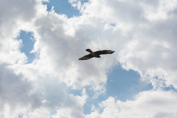 silueta de un Halcon Aleto, tambien conocido como falco femoralis, volando en busca de alimento con nubes de fondo.