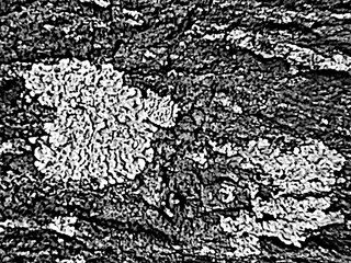 Rough black and white texture. Gritty monochrome surface. Abstract industrial background.