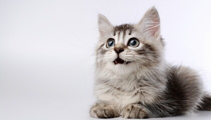 Obraz premium verspielte katze sitzt auf weissem hintergrund tierische freude