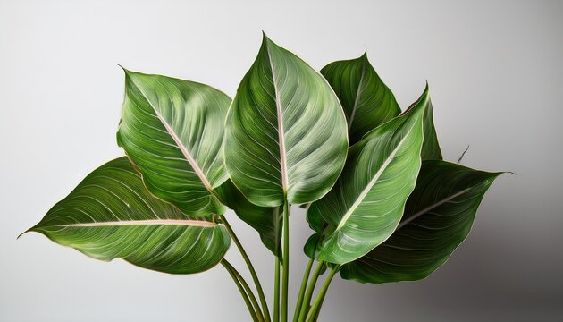 striking calladium leaves against a neutral background ideal for product photography