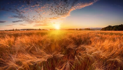 a stunning sunrise over a field of wheats symbolizing the new beginnings and blessings