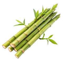 Fototapeta premium bamboo shoots, isolated PNG transparent background