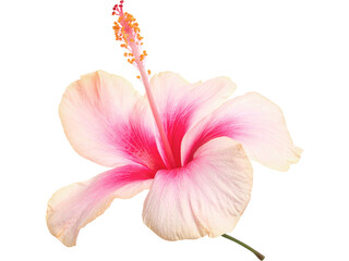 Pink lily and orchid flowers bloom beautifully against a white background, highlighting nature's...