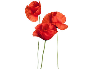 A vibrant red poppy flower, isolated on white, captures the essence of summer beauty in nature's...