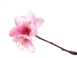 Pink cherry blossom isolated on white, a beautiful spring flower in full bloom, capturing nature's...
