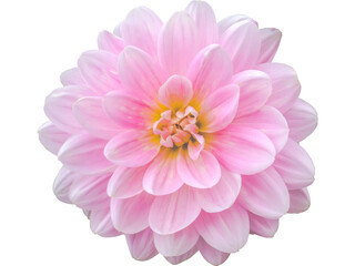 Pink dahlia blossom isolated on white, showcasing its beautiful petals and vibrant nature