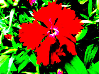 red flower illustration amidst dark green leaves. Nature's hidden beauty. Illustration of red flower amidst green leaves in the dark.