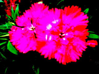 Pink flower amidst green leaves. Vibrant floral illustration on dark background. Botanical art with pink bloom.