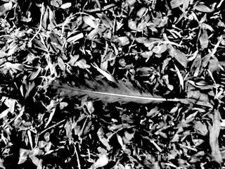 Black and white feather on grass. Feather fallen on lawn. Monochrome nature detail.