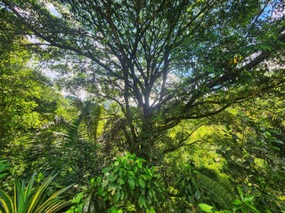 Magnificent tree canopy bathed in sunlight