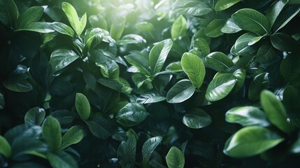Emerald Canopy