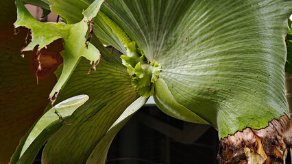 staghorn fern in the garden