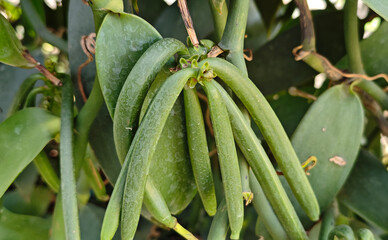 Vanilla green pods in the garden