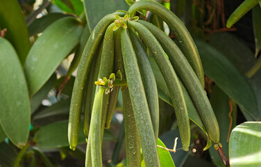 Vanilla green pods in the garden