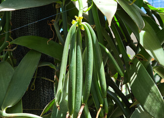 Vanilla green pods in the garden