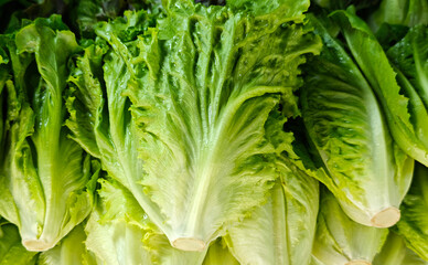 Fresh Lettuce in the market