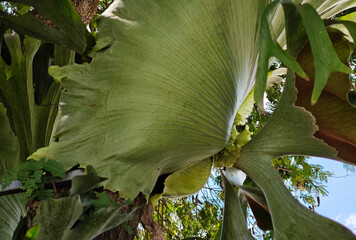 staghorn fern in the garden