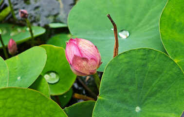 Water on lotus leaves in the pond