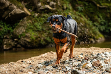 A Rottweiler bathes and plays in a river