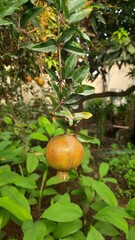 An unripe pomegranate hangs from a branch amidst green foliage