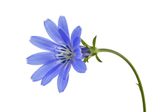 A beautiful blue chicory flower isolated on transparent background blooms