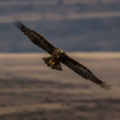 Fototapeta premium eagle flying in the sky.