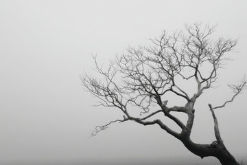 Obraz premium photorealistic ultraminimalist artwork designed for modern website homepage