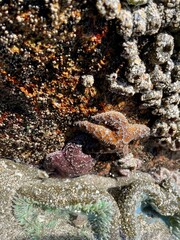 Starfish in the Tide Pool