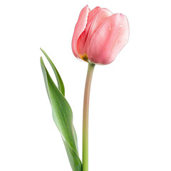 Naklejka premium Close-up of a single, light pink tulip