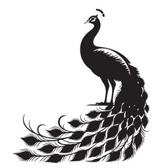 Fototapeta premium Elegant black silhouette of a proud peacock with its magnificent tail feathers spread wide against a clean white background