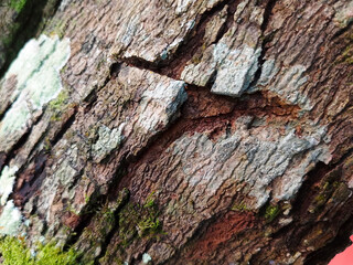 Detailed Close-Up of Natural Tree Bark Texture – Rough Patterned Wood Surface from Tropical Tree,...