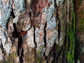 Detailed Close-Up of Natural Tree Bark Texture – Rough Patterned Wood Surface from Tropical Tree,...