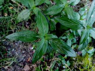 Close-Up of Fresh Green Leaf with Natural Texture and Bright Color Organic Plant Foliage in Sunlight, Perfect for Background, Nature Concepts, and Eco-Friendly Designs