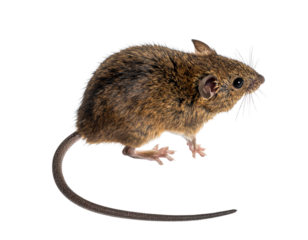 Top-Down View of Small Brown Mouse in Motion isolated on transparent background PNG