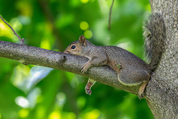 Gray squirrel lying down on a tree branch.