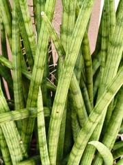 Close-up of Sansevieria Cylindrica Plant with Green Vertical Stripes and Natural Texture in Sunlight – Decorative Indoor Foliage Perfect for Modern Home or Office Decor