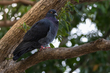 A Rock Dove perched in a tree