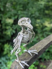 skeleton dirty bird bones