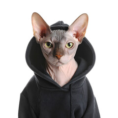 A sphynx cat in a black hooded sweatshirt, Isolated on Transparent Background.


