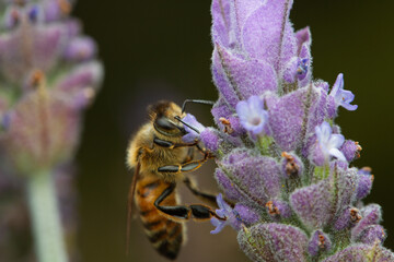 closeup of bee pollinating a lavender flower 