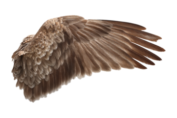 Soaring wing of a bird nature close-up studio