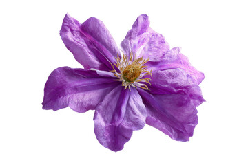 Obraz premium Blooming purple flower nature scene close-up