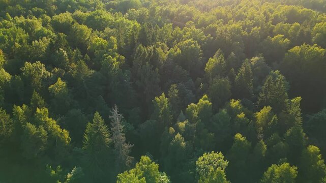 Green mixed forest in Russia - aerial drone view