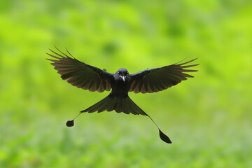 Obraz premium A beautiful lesser racket-tailed drongo flying in the forest.